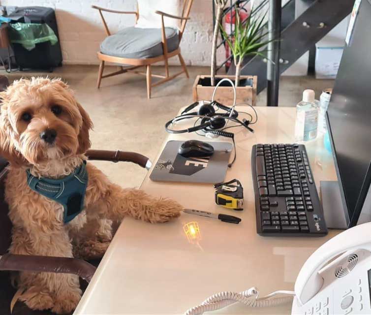 dog