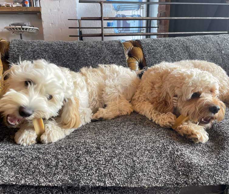 dog
