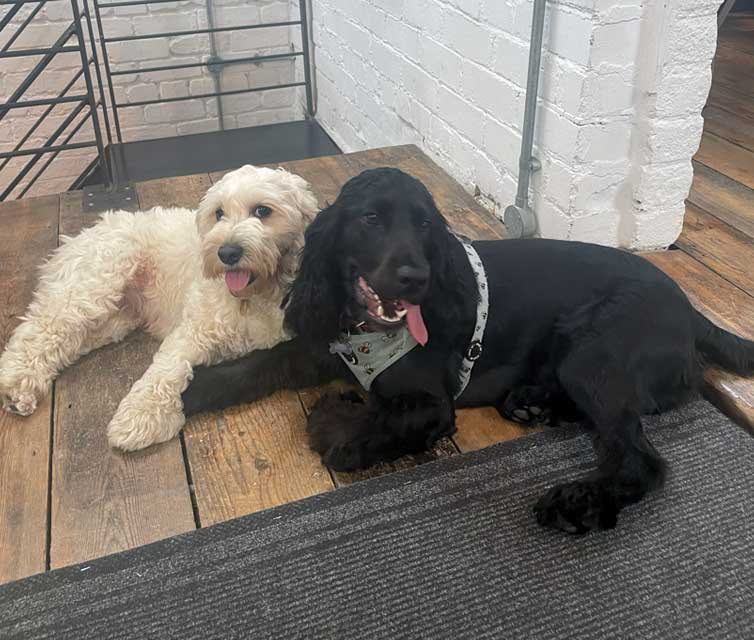 dog