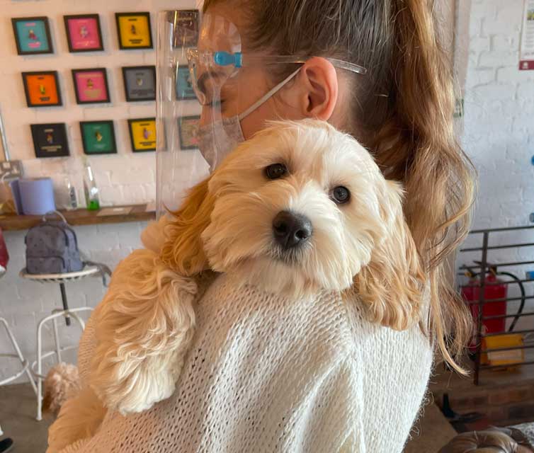 dog