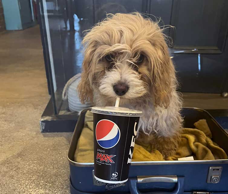 dog