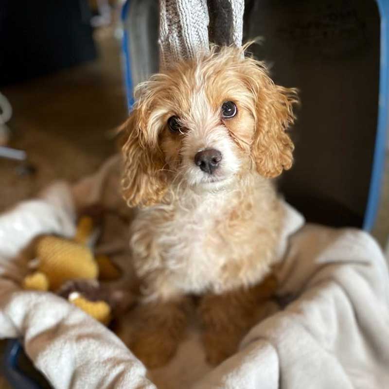 dog