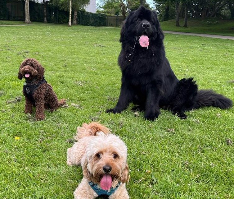 dogs playing