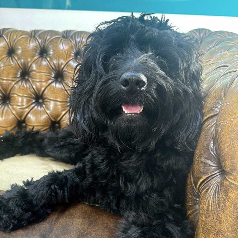 dog