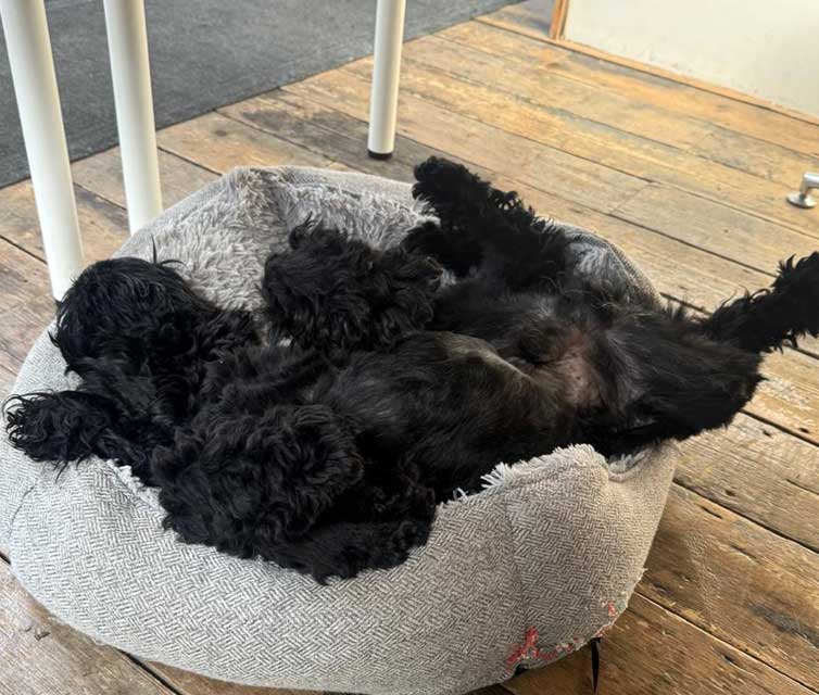dog