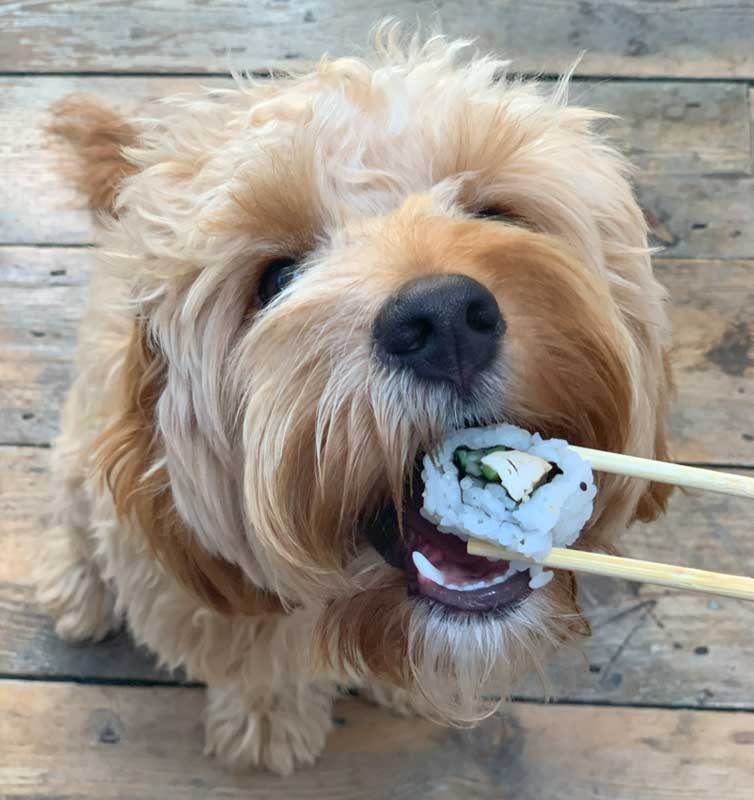 dog