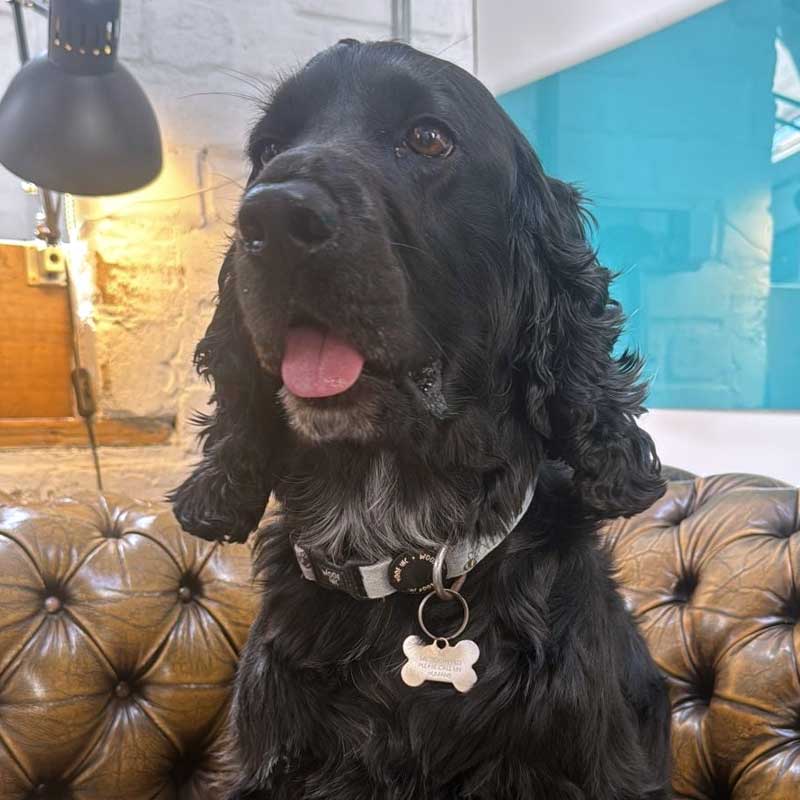 dog